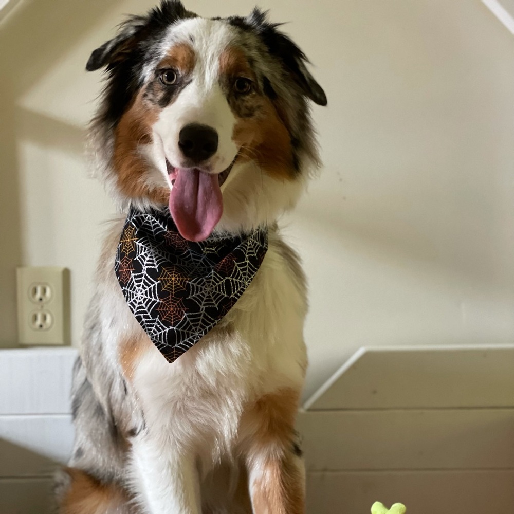 Spider Webs Dog Bandana